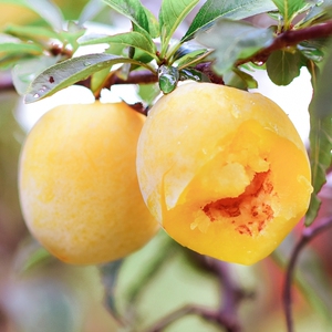 湖南汝城文明黄金奈李特级5斤装甜李子,买5斤实发6斤!