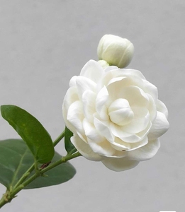 【精选两盆带花苞】圆叶宝珠茉莉重瓣花卉盆栽芳香浓郁虎头茉莉宝