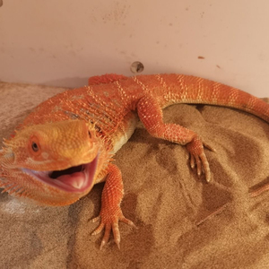 变色龙宠物小型