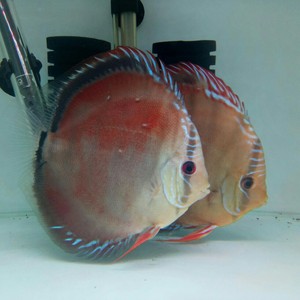 野血红卡5公分鱼苗 七彩神仙鱼,红卡鱼苗5公分20元,健