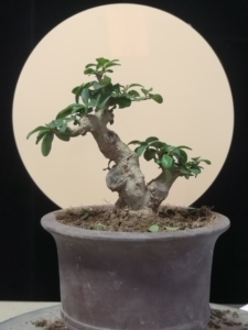 小叶冬青微盆景