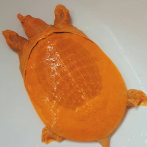 红眼白化鳖水鱼变异鳖变异王八甲鱼苗黄金甲鱼山瑞黄金鳖苗珍珠鳖