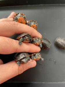 承蒙时光不弃1216淘宝万骞归 红面蛋龟进口龟苗乌龟宠物观赏活体