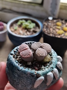 生石花多肉奔驰