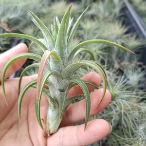 空气凤梨万汉精灵