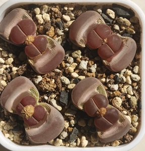 ko日轮,比利时种源,生石花种子,出种子,标价1粒种子价格