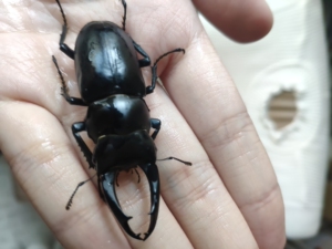 000人付款淘宝橘背叉角锹甲,70mm,带盒出,价格可小刀夯夯爸爸380.