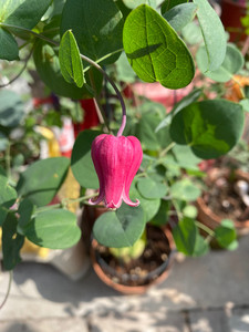铁线莲铃铛 天使首饰 日本进口稀有植物盆栽 母本