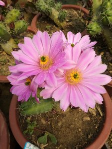 宇宙殿,也叫大美花角 仙人柱 虾类仙人球宇宙殿,也叫大美花角