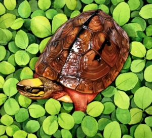 手绘水彩乌龟作品三线金钱龟画作