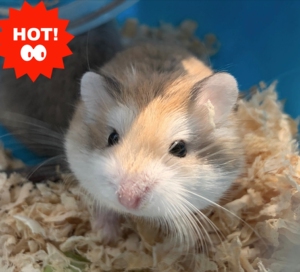 【包邮】18块8仓鼠银狐布丁奶茶金丝熊长毛眼圈熊长毛米熊虎纹