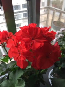 天竺葵炫橙,四季开花,非常重且漂亮的亮橙色,非常透彻,12元