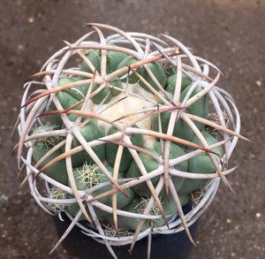 【狂刺仙人球实生】狂刺仙人球实生品牌,价格 - 阿里巴巴