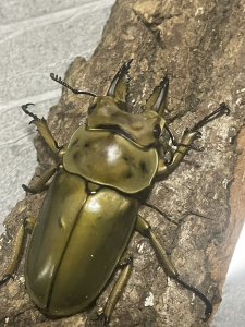 马场黄金鬼锹 锹形虫 成虫