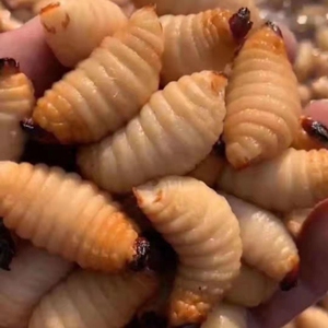 【广宁竹虫】广宁竹虫品牌,价格 - 阿里巴巴