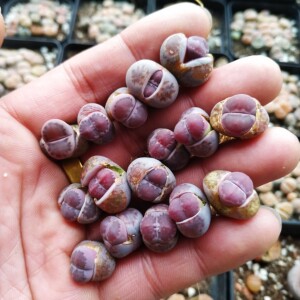 00许勇2011淘宝生石花紫李夫人