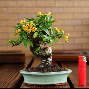 火棘,火棘盆景,火棘,救军粮,韩国火棘,日本火棘,进口品种