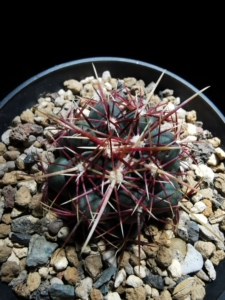 舒克without贝塔淘宝大统领仙人球五彩年份株瘤玉属 thelocactus