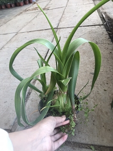 虎眼万年青盆栽海葱植物花卉旱三奇花可食用中草药旱三七盆栽