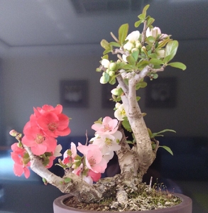 日本海棠:东洋锦,复色跳瓣,几十年的老桩,东洋锦这么老的桩