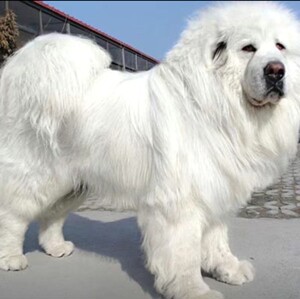 藏獒幼犬西藏第一代白獒犬狮王虎头藏獒巨型犬小狗崽便宜狗狗宠物