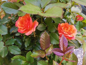 月季:永远的喀麦隆