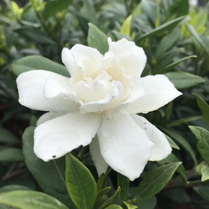 雀舌小叶栀子花