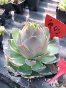 山地玫瑰耶罗玫瑰桃子型 休眠尺寸6-8cm 2年以上老桩