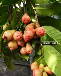 粉红种莲雾苗 黑糖芭比莲雾大红叶莲雾 黑金刚莲雾 双季