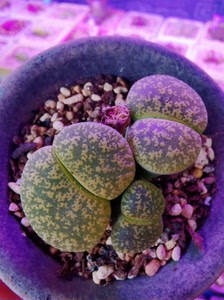 生石花 36b绿紫薰 黄花绿紫薰 多年母本 三头群生生石花绿