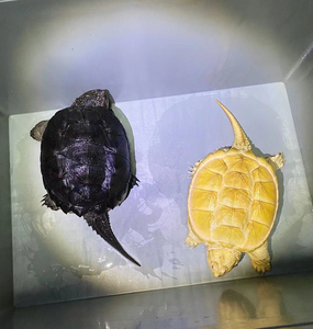 白化鳄龟 白化妖妖 佛鳄龟中美鳄龟大鳄龟.