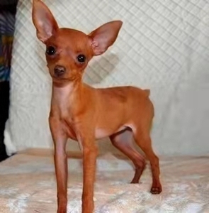 免费爱心领养纯种小鹿犬狗狗活体幼崽喜欢的话就点"我想要"私信