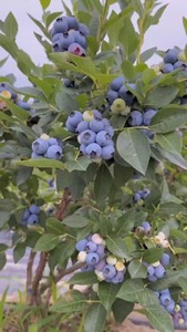 【蓝莓基地清地处理】【包邮】【假一赔十】正宗蓝莓树苗带果带叶