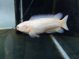 黄金攀鲈鱼 黄化攀鲈 金巴毛 过山鲫 耐养鱼无需打氧 杂食