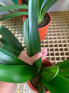 君子兰,一颗毛油匠,毛串沾油匠,实物拍摄,根自己看很壮实,看