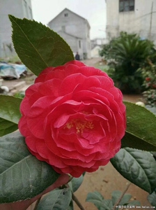 哈罗德云杂茶花原生苗 大花型 巨型花 非偏远地区顺丰包邮