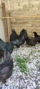 旧院黑鸡，原种，下绿壳蛋，公鸡最老的养了八年，纯粹个人爱好所
