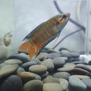 普叉斗鱼原生鱼5-6厘米丁斑鱼1只5元 10只40元 送1只