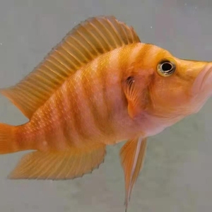 三湖慈鲷黄金虎鱼,上 岸低价出售,5 以上,共20条,先到先