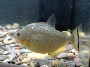 旧金山黄钻水虎鱼   买的6-7厘米的 养了一个月多点了