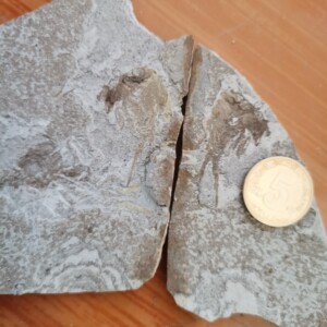 【三眼恐龙虾鲎虫】三眼恐龙虾鲎虫品牌,价格 - 阿里巴巴