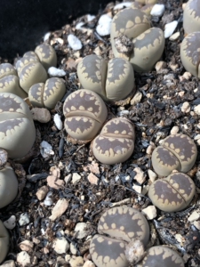 紫大津绘生石花