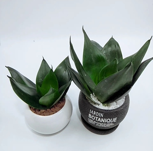 黑金刚绿翡翠无花纹矮生虎皮兰桌面常绿植物耐旱易养裸根不带土