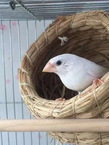 自家阳台养的十姐妹白黑眼,有平头和菊花头两种随意搭配,新种对