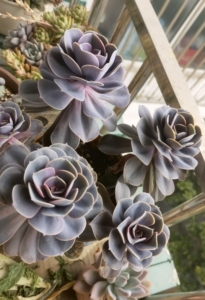 多肉老桩,紫珍珠,超大一盘,五年桩.没法邮寄,只能自提.