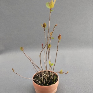 红栌 丛林式盆景