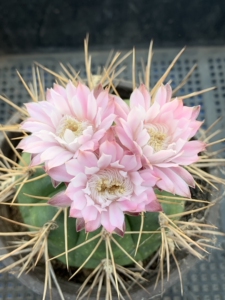 实拍0503,实生勇将丸开花株,一物一拍,7.8厘米左右,裸