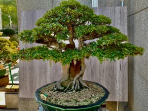 日本皋月杜鹃:新日光,抱石!高70,幅70,杆17!极品!姬