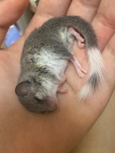 鼠 鼠 大白尾睡鼠 奶牛白尾 睡鼠 变异睡鼠 迷你龙猫