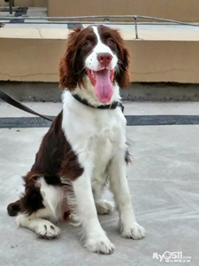 宠物狗狗史宾格猎犬警犬小偿领养公一岁,同城自提!标价全款